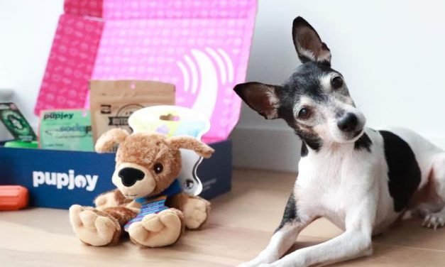 The best dog food delivery options for 2021 – CNET