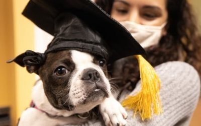 Pandemic isolation sees booming demand for pets &mdash; and for businesses that cater to them