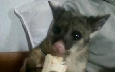 Skateboard surfing, baby 'pet possum' goes missing in Hamilton
