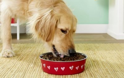 28 adorable Valentine's Day gifts for pets you can buy on Chewy