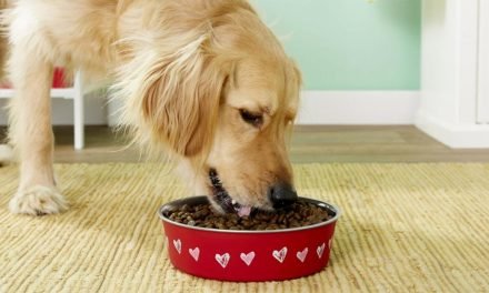 28 adorable Valentine's Day gifts for pets you can buy on Chewy