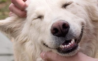 Must-Have Pet Products Your Furry Friend Will Love