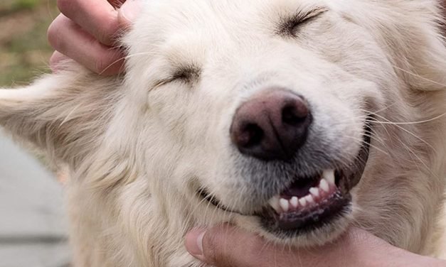 Must-Have Pet Products Your Furry Friend Will Love