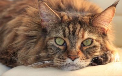 Things to Know Before Getting a Maine Coon Cat