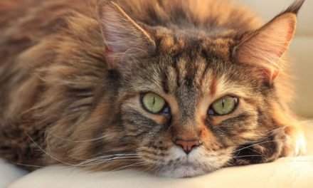 Things to Know Before Getting a Maine Coon Cat