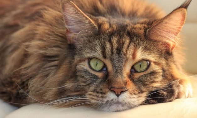 Things to Know Before Getting a Maine Coon Cat