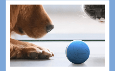 Save an extra 15 percent on these interactive pet toys on sale for Presidents Day