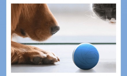 Save an extra 15 percent on these interactive pet toys on sale for Presidents Day