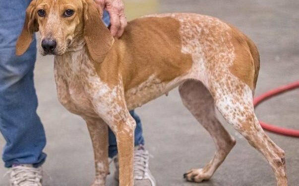 Your Afternoon Animal Fix &ndash; AdoPtville