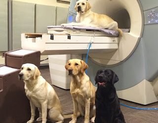 Do pets understand our language?