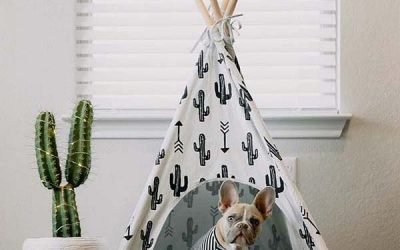 Interior Design Ideas for Your Pets