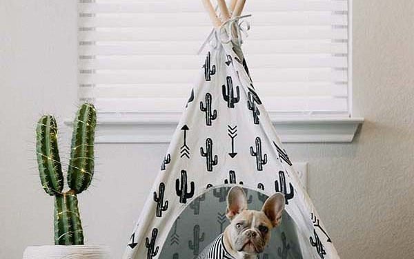 Interior Design Ideas for Your Pets