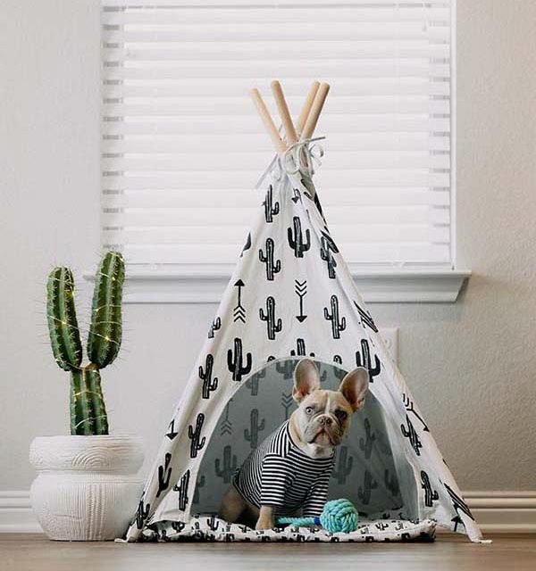 Interior Design Ideas for Your Pets