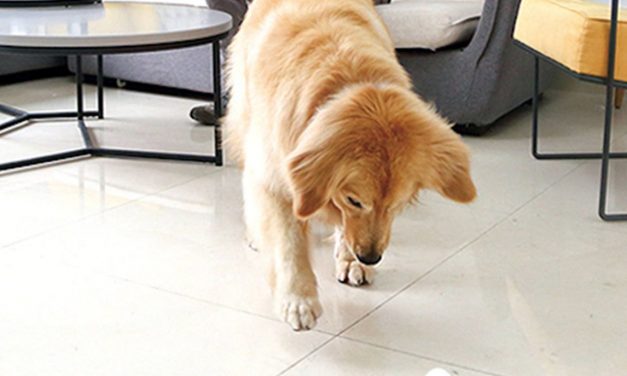 These Interactive Dog And Cat Toys Are On Sale For Presidents&rsquo; Day!