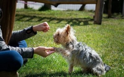 Veterinarians Talk About Important Things Pet Owners Should Know (29 PICS)