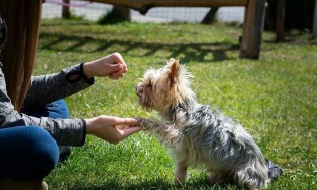 Veterinarians Talk About Important Things Pet Owners Should Know (29 PICS)