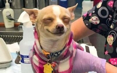 20 Tweets That Prove A Life Without Pets Would Be Boring