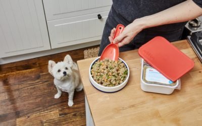 5 Health Problems That Could Be Caused By Your Dog Food