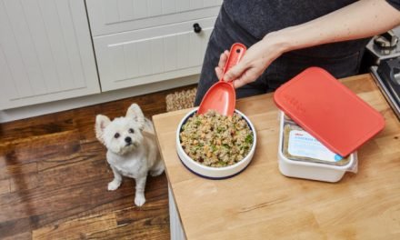 5 Health Problems That Could Be Caused By Your Dog Food