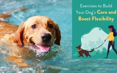 Exercises to Build Your Dog’s Core and Boost Flexibility