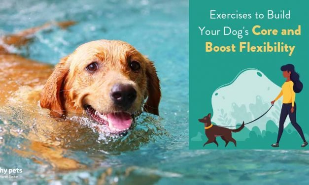 Exercises to Build Your Dog’s Core and Boost Flexibility