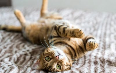 All the essentials your cat actually needs, according to vets