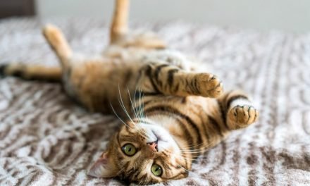 All the essentials your cat actually needs, according to vets