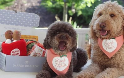 14 subscription boxes that will keep your pet happy all year long