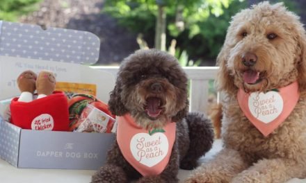 14 subscription boxes that will keep your pet happy all year long