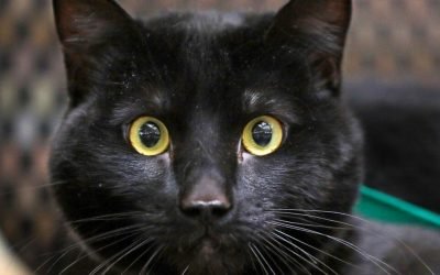 Pet of the week: Winston
