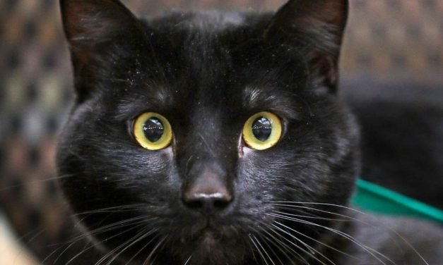 Pet of the week: Winston
