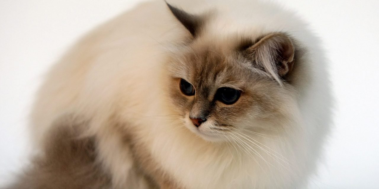 25 Cat Breeds That Get along with Dogs