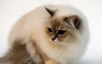 25 Cat Breeds That Get along with Dogs
