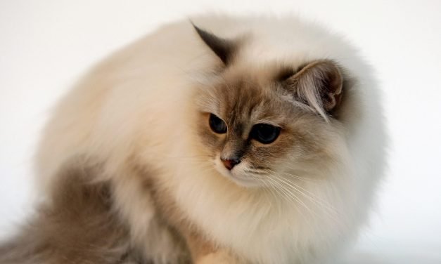 25 Cat Breeds That Get along with Dogs