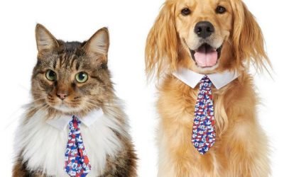 Get OVER 400(!!!) NEW Disney Items For Your Pets Online