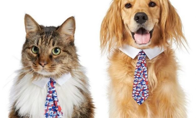 Get OVER 400(!!!) NEW Disney Items For Your Pets Online