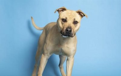 Nali, Jenny and more pets up for adoption in Phoenix-area shelters this week