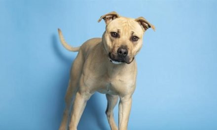 Nali, Jenny and more pets up for adoption in Phoenix-area shelters this week
