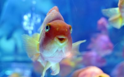 The 20 Least Expensive Pets to Own