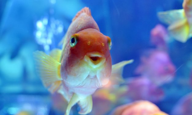 The 20 Least Expensive Pets to Own