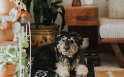 Proof That Pet-Friendly D&eacute;cor Doesn&rsquo;t Have To Mess With Your Vibe
