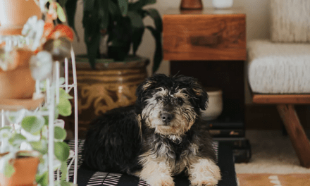 Proof That Pet-Friendly Décor Doesn’t Have To Mess With Your Vibe