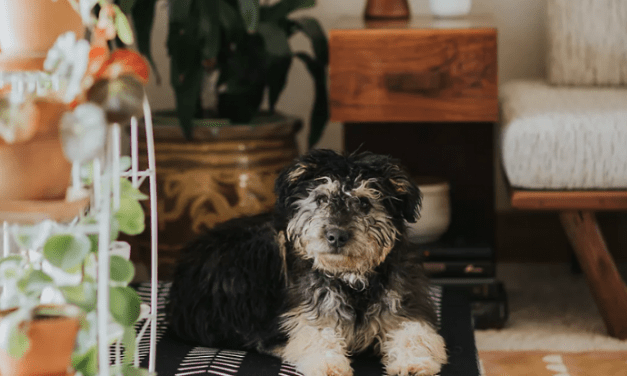 Proof That Pet-Friendly D&eacute;cor Doesn&rsquo;t Have To Mess With Your Vibe