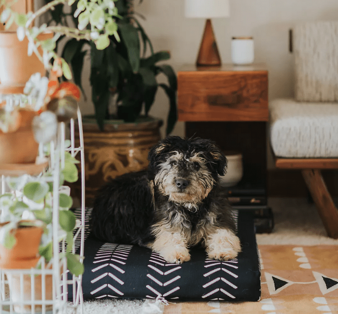 Proof That Pet-Friendly Décor Doesn’t Have To Mess With Your Vibe