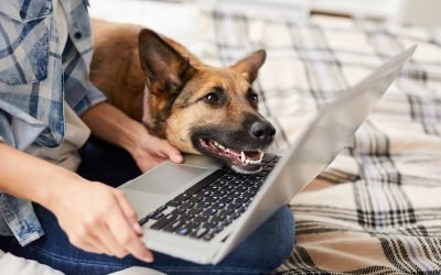 9 best online pet stores for ordering food, meds, and more supplies
