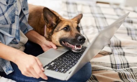 9 best online pet stores for ordering food, meds, and more supplies