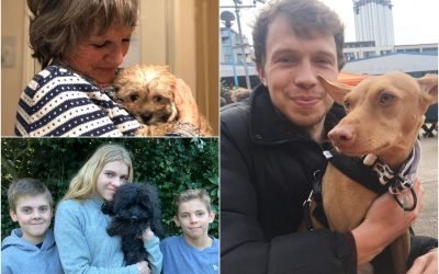 &lsquo;It&rsquo;s like becoming a parent with no NCT classes&rsquo;: A year with our pandemic pets