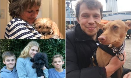 ‘It’s like becoming a parent with no NCT classes’: A year with our pandemic pets