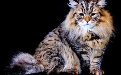 The 25 Easiest Cat Breeds To Take Care Of