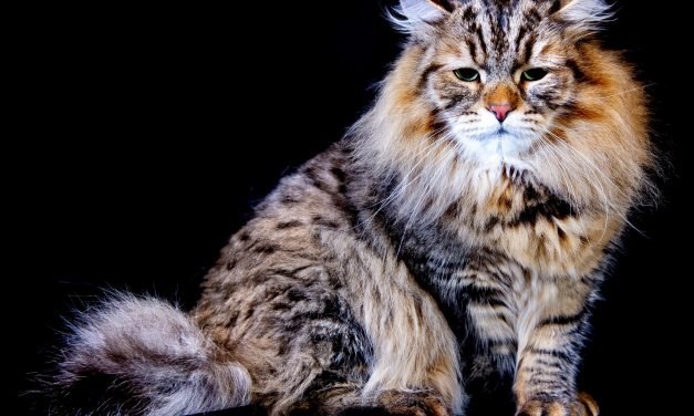 The 25 Easiest Cat Breeds To Take Care Of